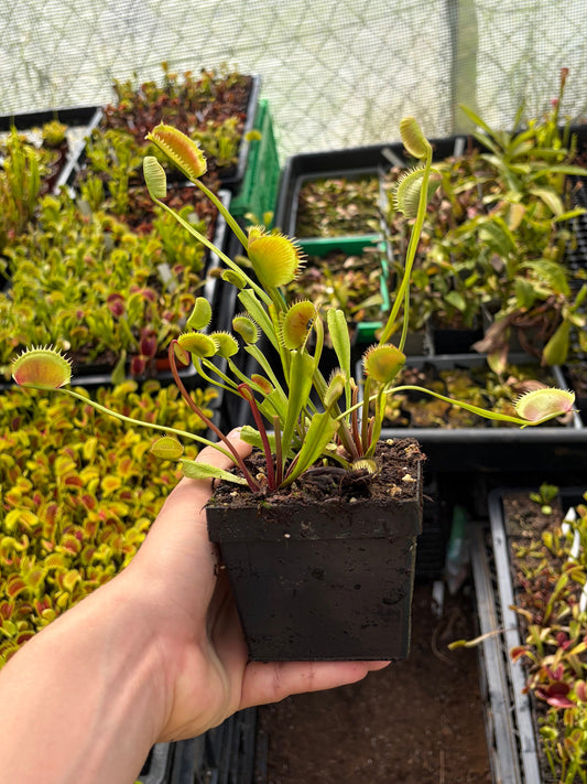 Dionaea muscipula 'La Grosse à Guigui'