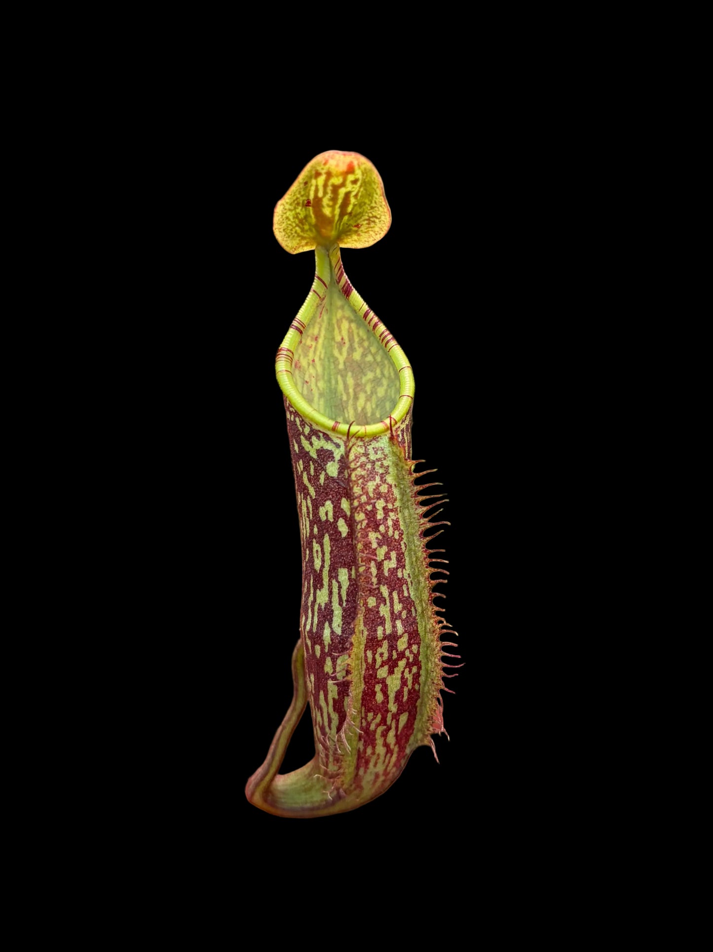 Nepenthes spectabilis ‚Bandahara‘ 7cm