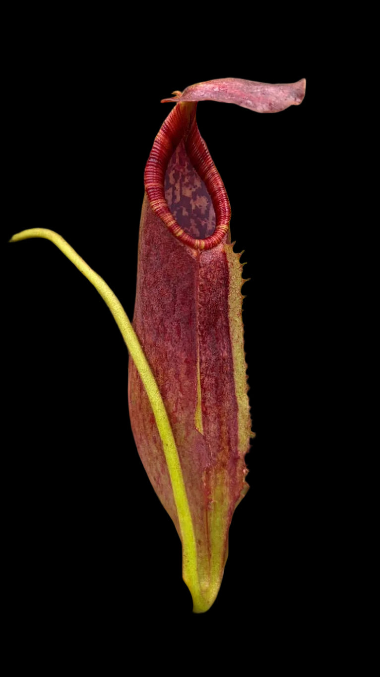 Népenthes (eymae x clipeata) x trusmadiensis 10-15 cm
