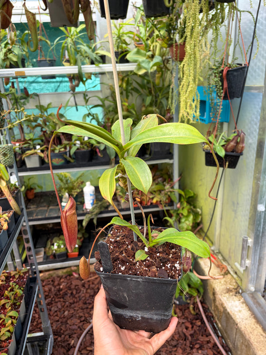 Nepenthes spectabilis ‚Bandahara‘ x mira 40cm