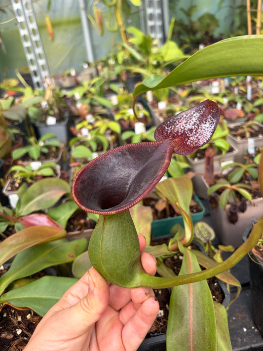 Nepenthes lowii 3-5cm