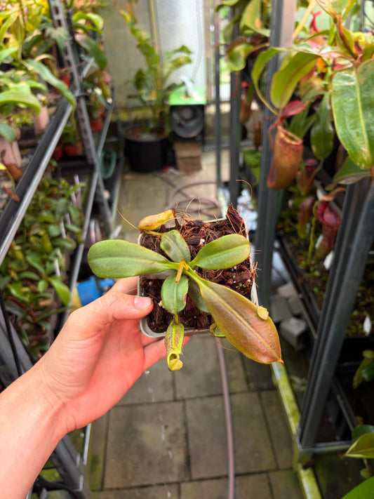 Nepenthes (veitchii x platychila) x (mollis x veitchii) 10cm