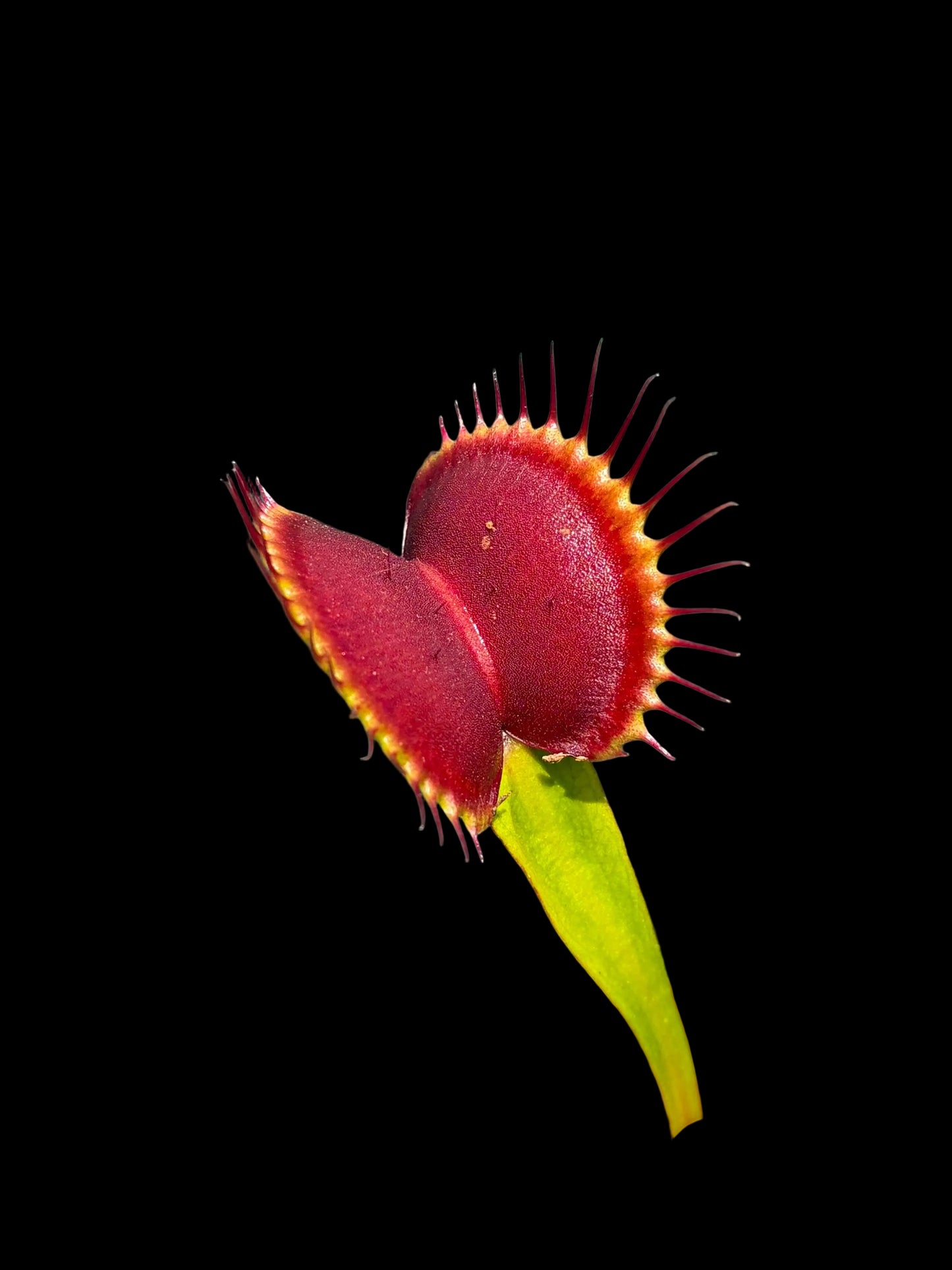 Dionaea muscipula 'SD Draco'
