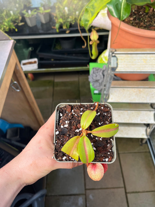 Nepenthes veitchii x mira 10-15cm