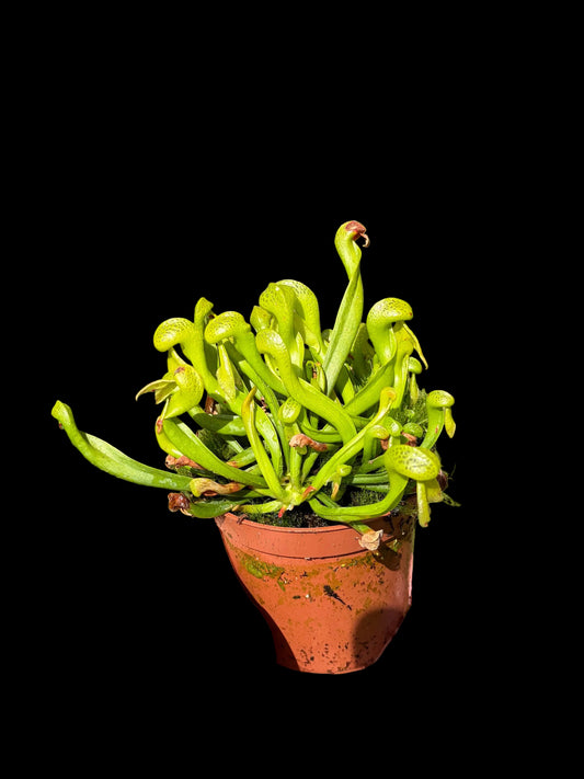 Darlingtonia californica