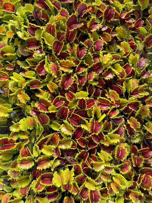 Dionaea muscipula ‚Chinese Dumpling‘