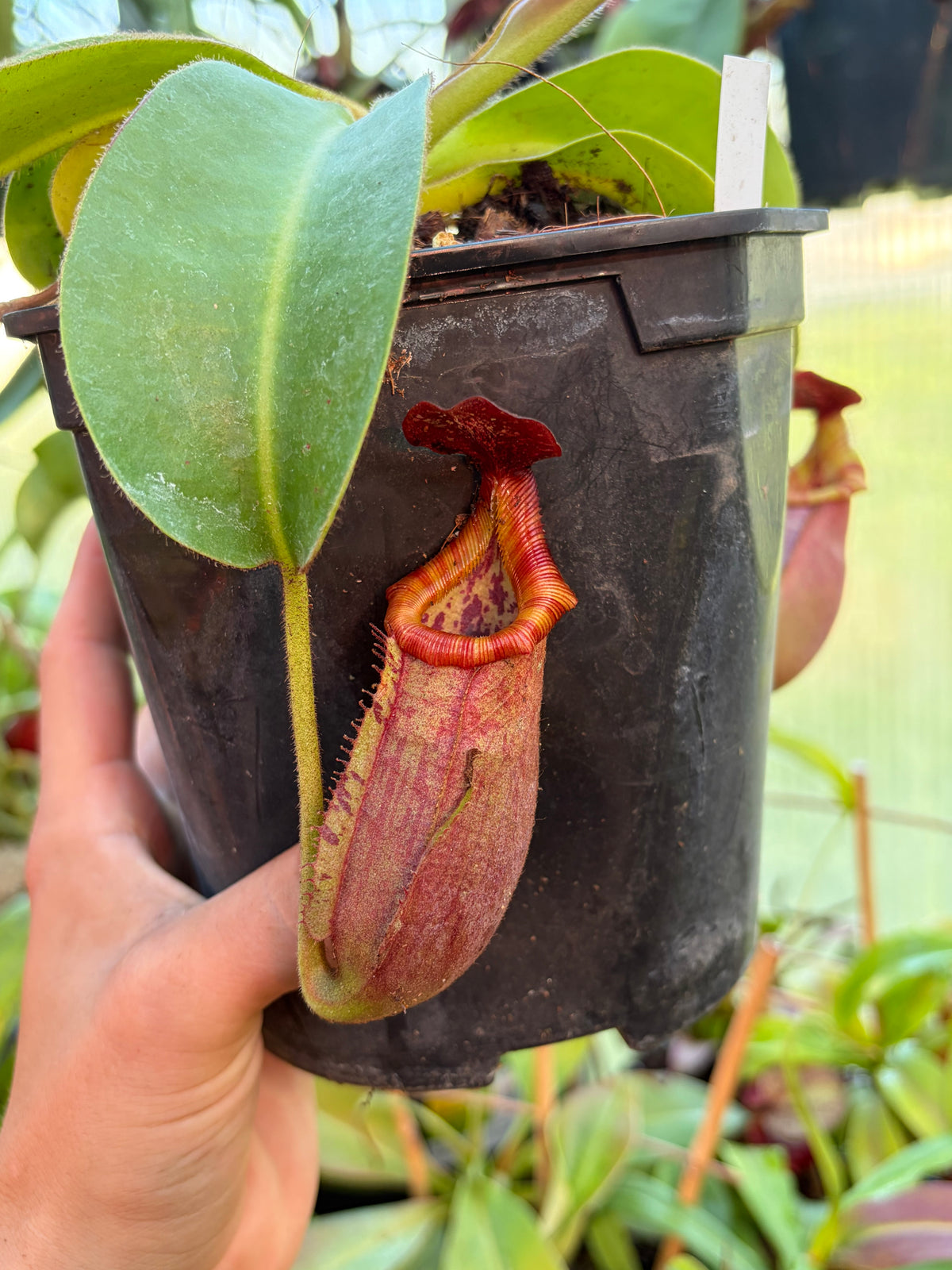 Nepenthes veitchii ‚candy‘ x trusmadiensis 10-15cm