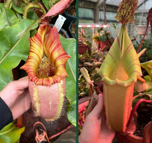 Nepenthes veitchii ‚Murud x candy striped‘ x maliau SEEDS!