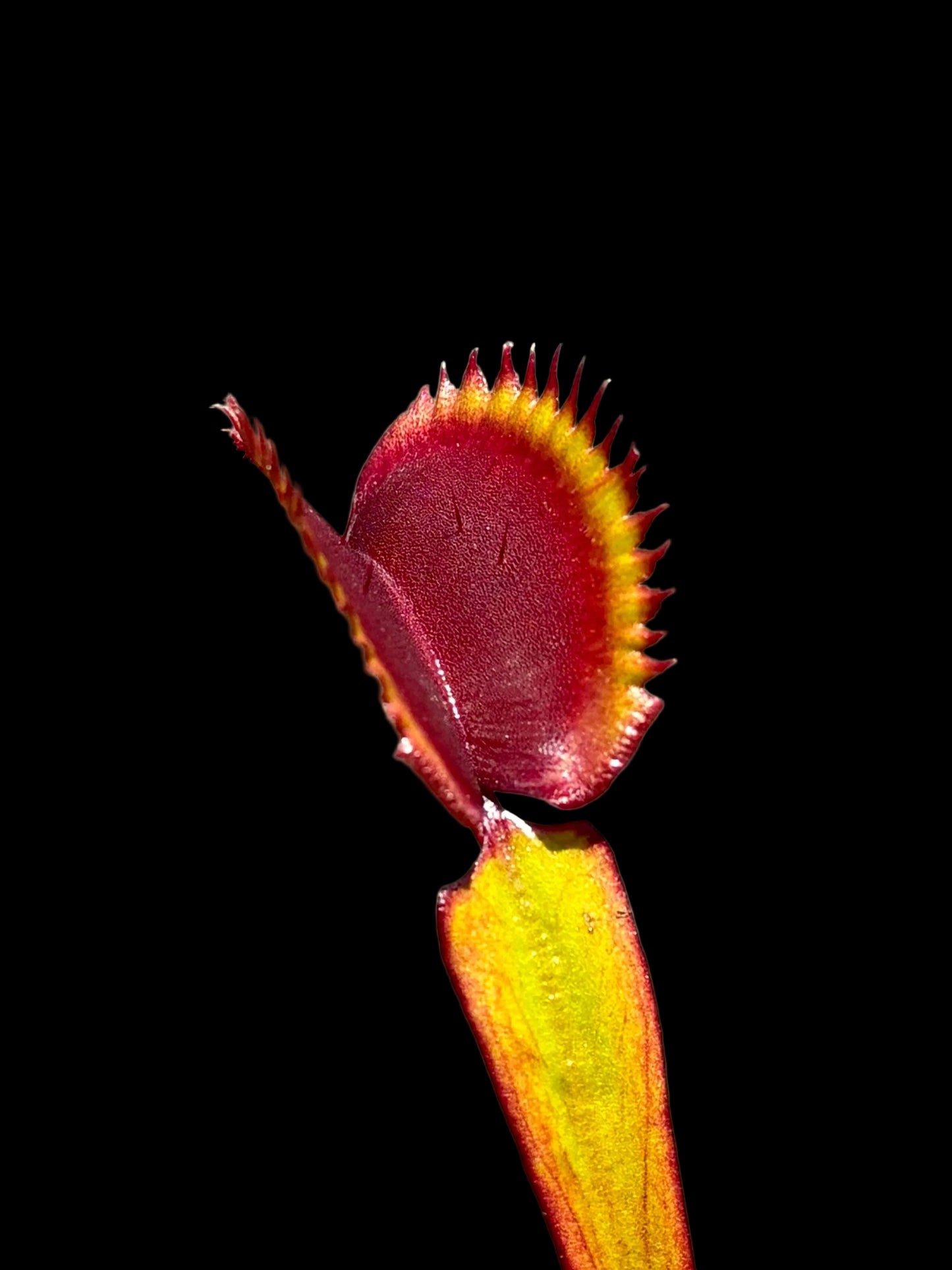 Dionaea muscipula 'Trev's Red Dentate'