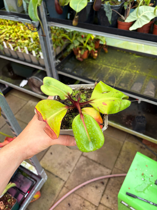 Nepenthes clipeata ‚seedgrown’ 20cm