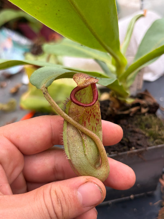 Nepenthes (lowii x campanulata) x veitchii 25cm+