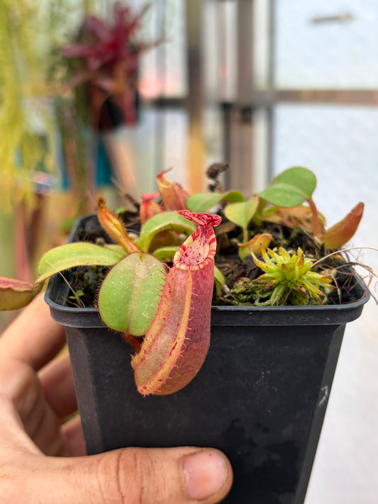 Nepenthes veitchii ‚Candy x F1‘ x candy‘