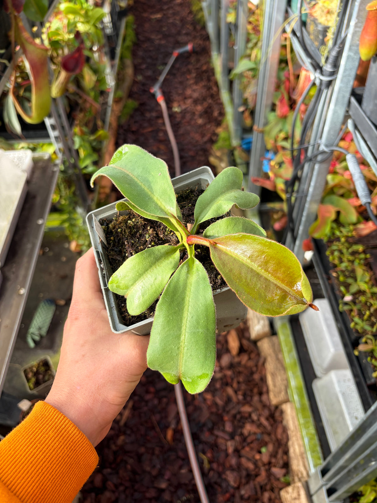 Nepenthes veitchii ‚candy‘ x undulatifolia 15cm+
