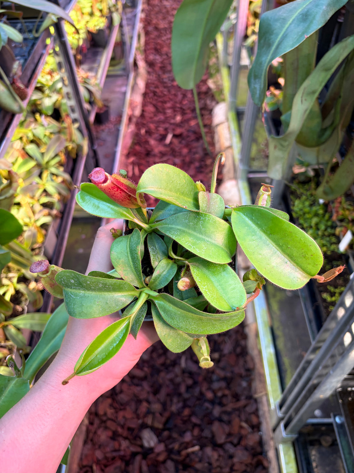 Nepenthes veitchii ‚candy‘ x trusmadiensis 10-15cm