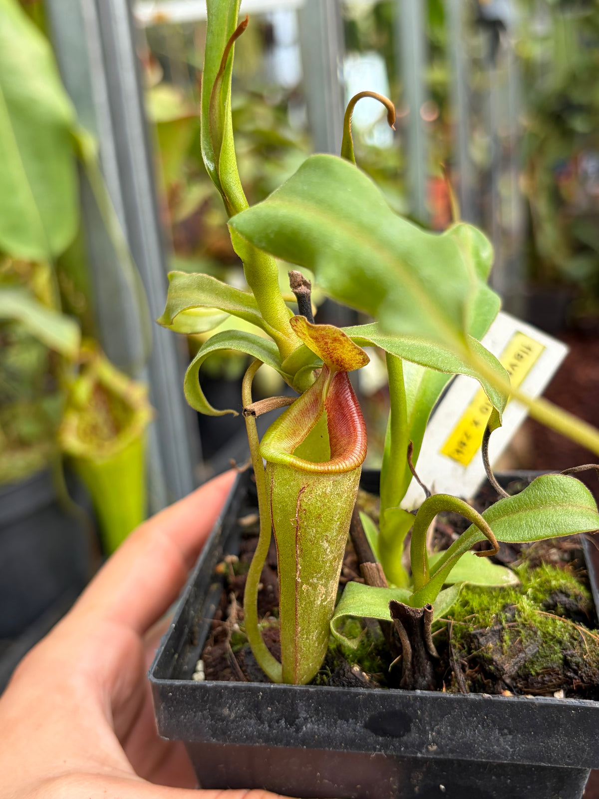 Nepenthes flava x (lowii x zakriana) ‚rooted cutting‘