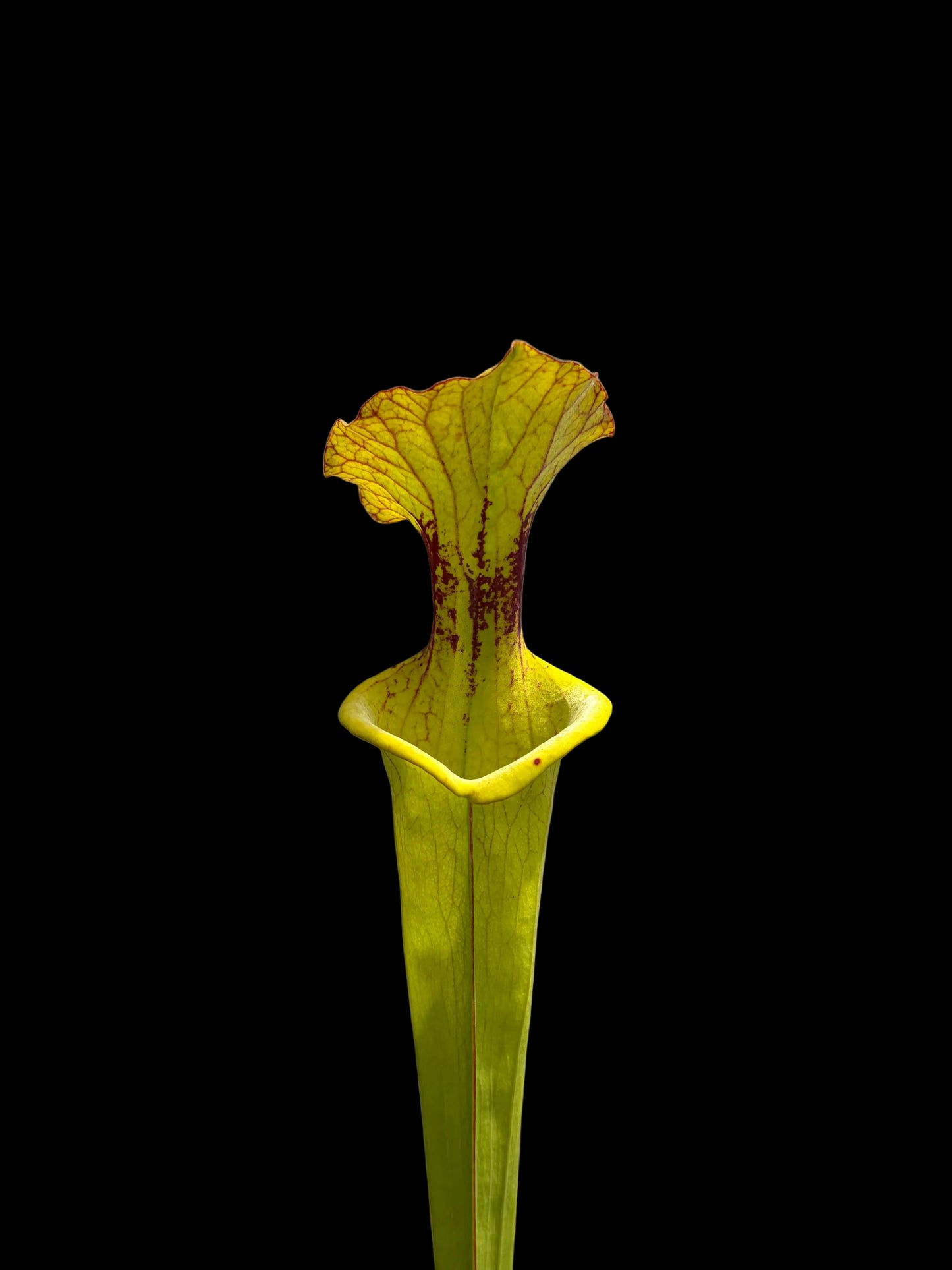 Sarracenia flava hybrid #016