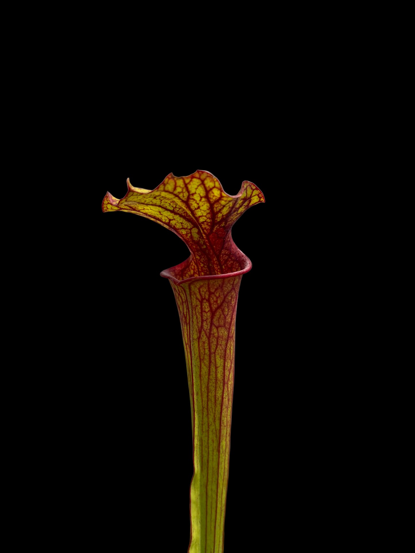 Sarracenia flava hybrid #013