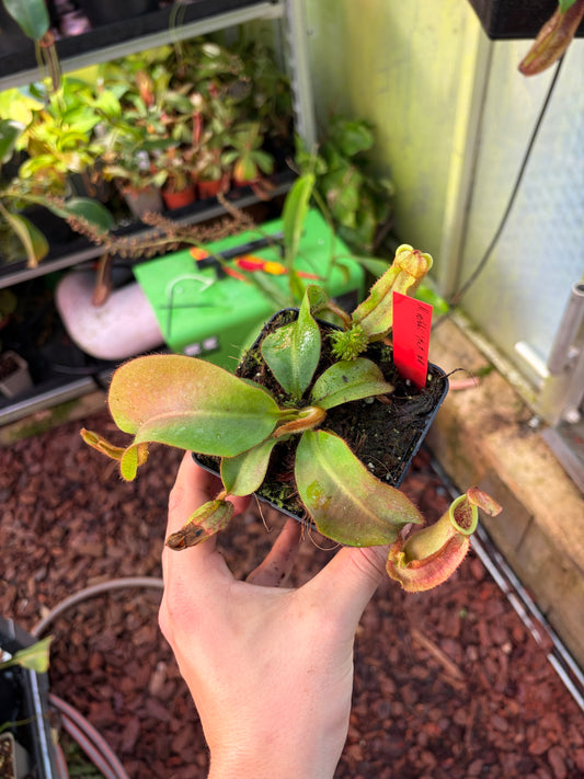 Nepenthes veitchii ‚candy x F2‘ #8 10cm