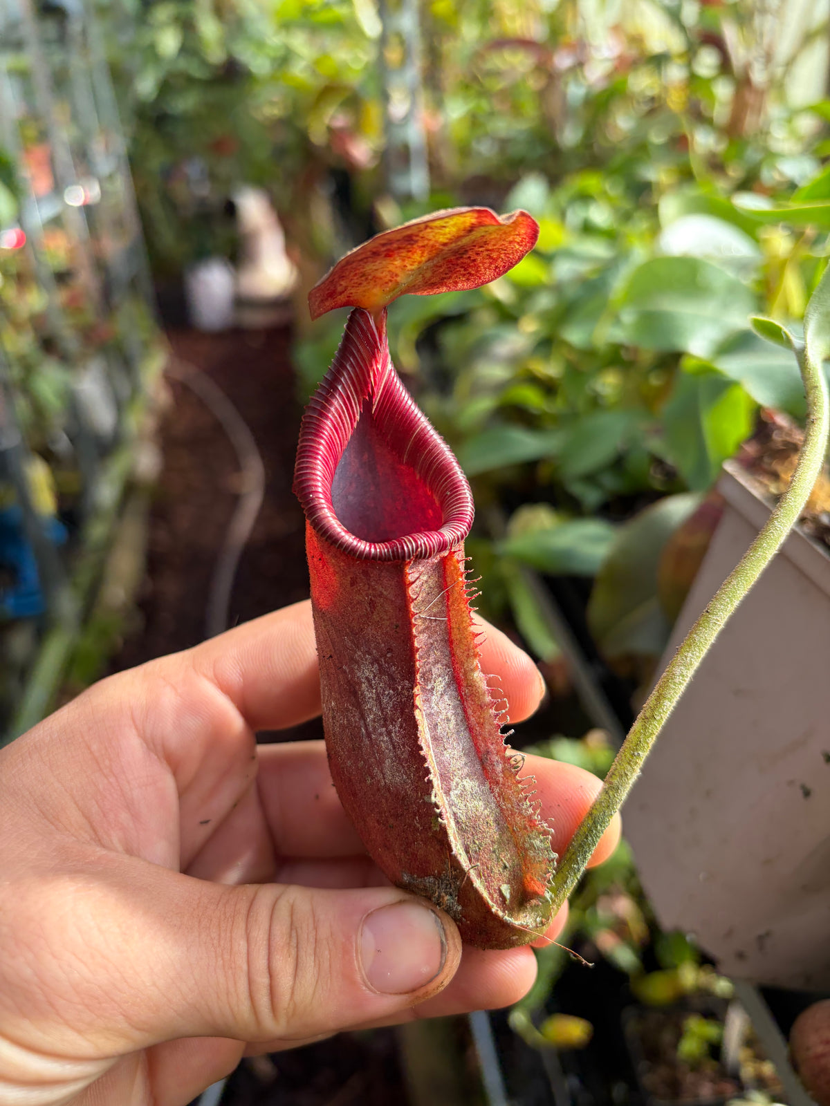 Nepenthes robcantleyi x (lowii x ephippiata) 25cm+