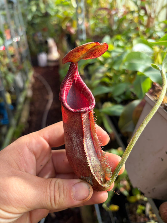 Nepenthes robcantleyi x (lowii x ephippiata) 25cm+