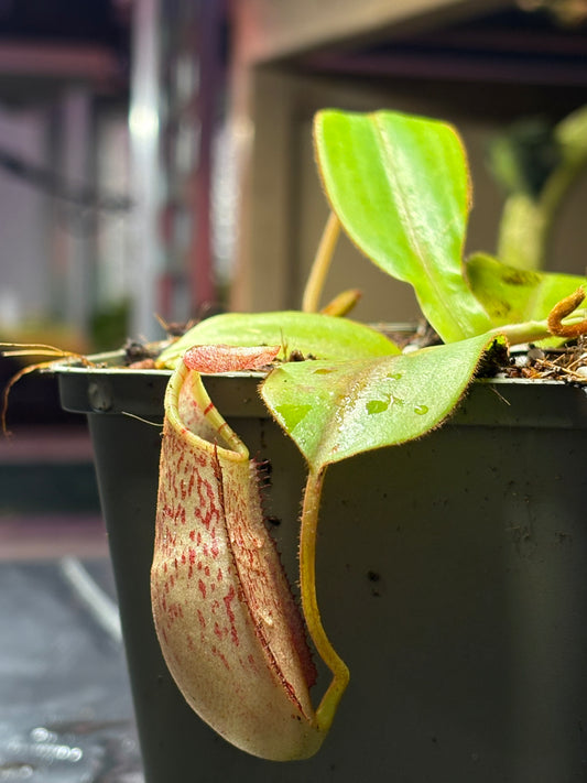 Nepenthes spectabilis x veitchii 10cm
