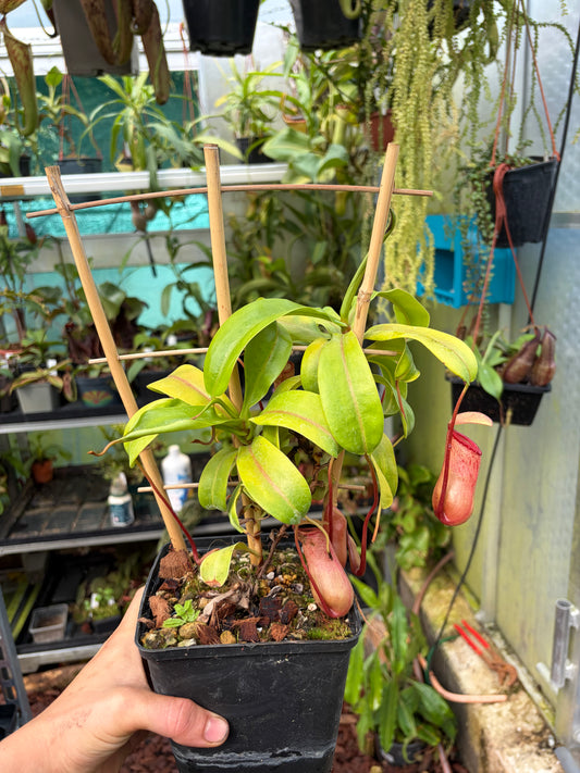 Nepenthes ventricosa ‚seedgrown‘ 30cm