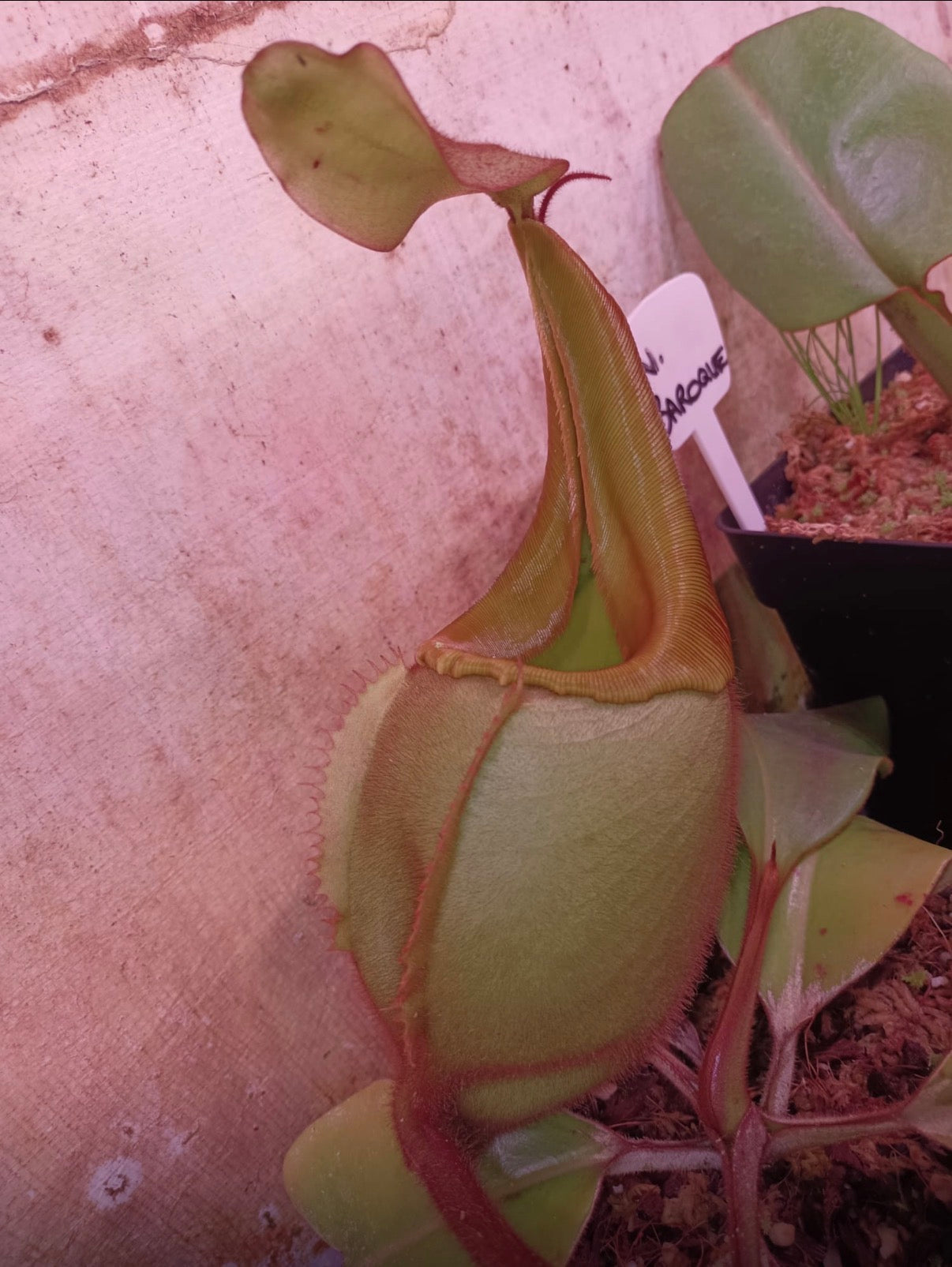 Nepenthes veitchii ‚bario green‘