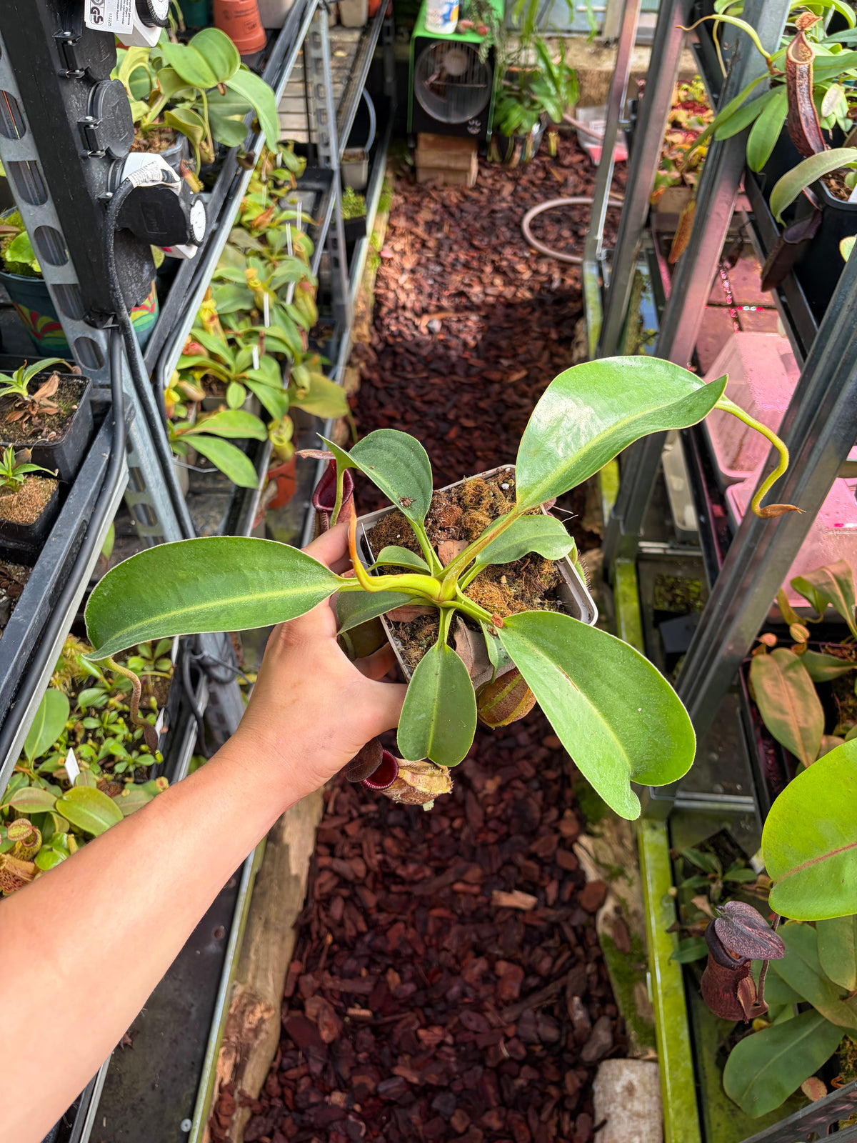 Nepenthes robcantleyi x (lowii x ephippiata) 25cm+