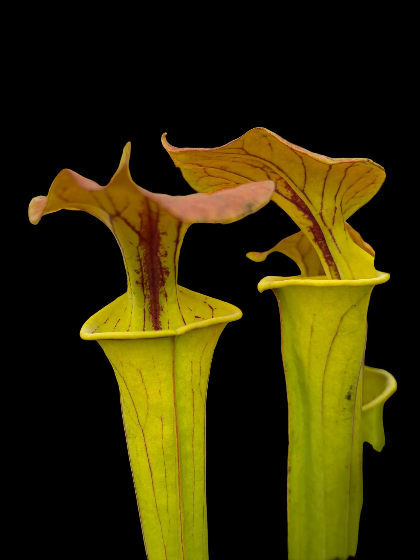 Sarracenia flava var. cuprea ‚Botanical Garden Parma‘