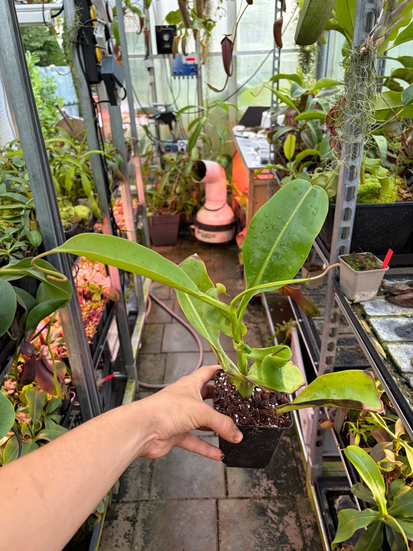 Nepenthes lowii x spectabilis ‚rooted cutting‘