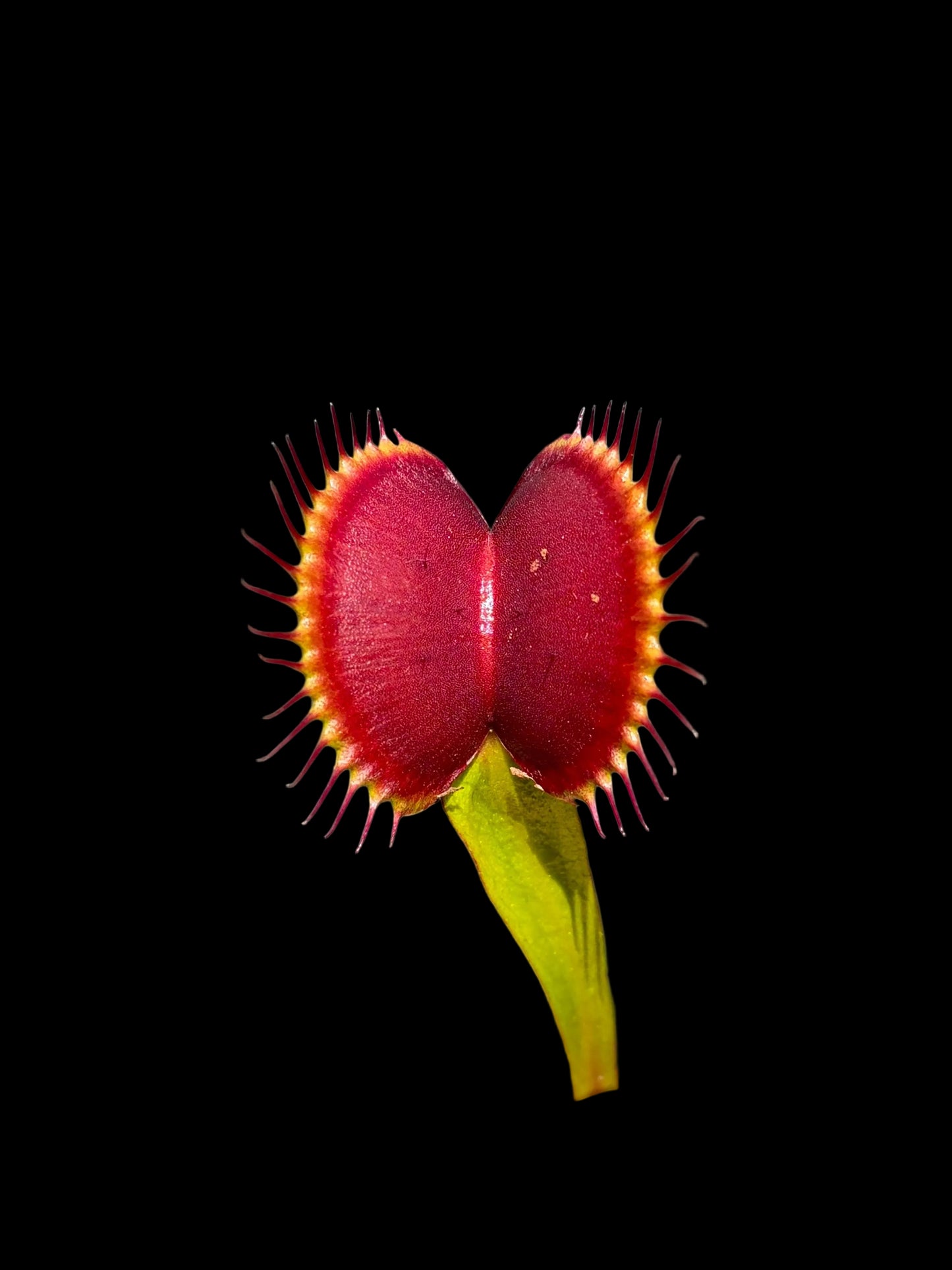 Dionaea muscipula 'SD Draco'