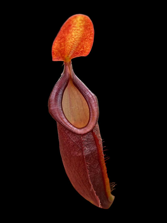 Nepenthes spathulata x dubia 10-15cm