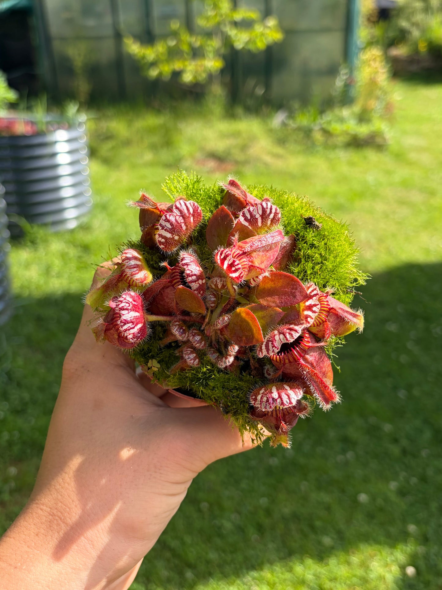 Cephalotus follicularis ‚Giant‘