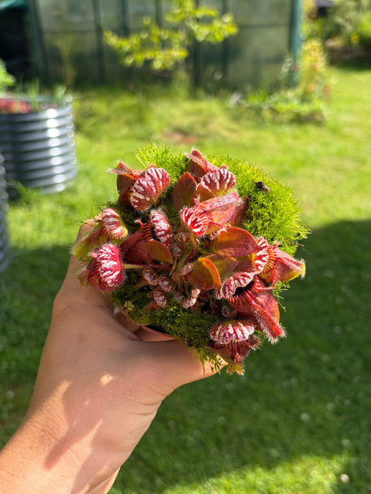 Cephalotus follicularis ‚Giant‘
