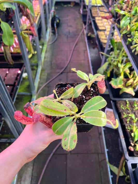 Nepenthes glandulifera 10-15cm
