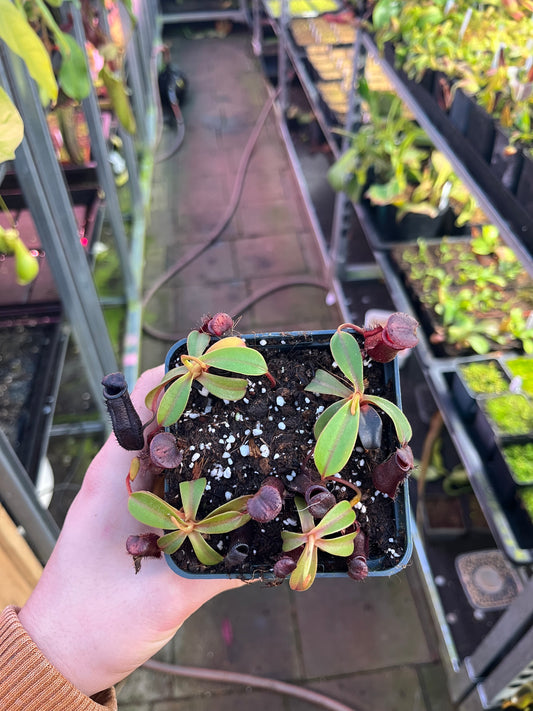 Nepenthes lowii x muluensis 7cm