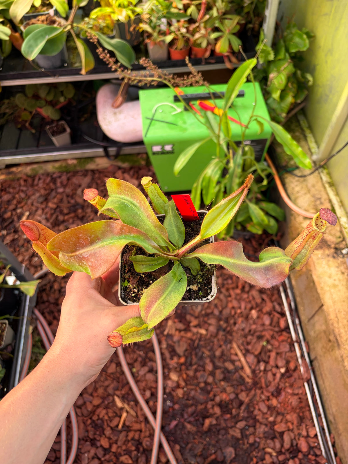 Nepenthes veitchii ‚candy x F2‘ #9 15cm