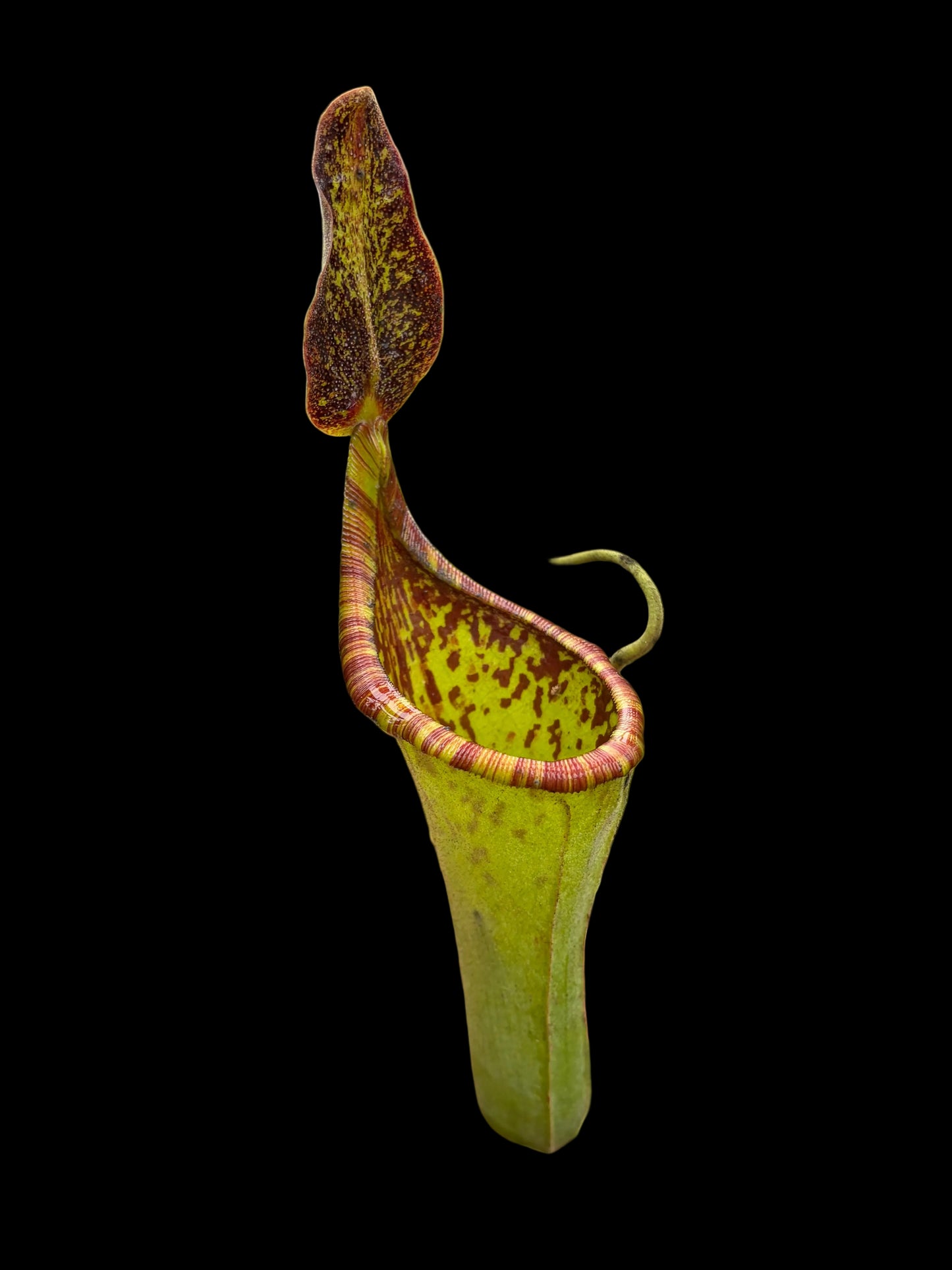 Nepenthes lowii x zakriana