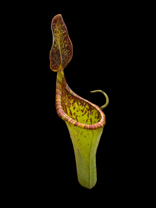 Nepenthes lowii x zakriana