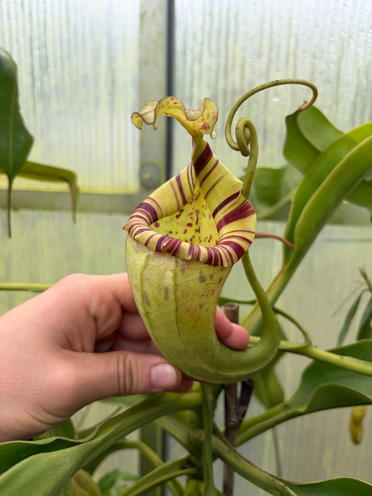 Nepenthes (veitchii x burbidgeae) x platychila 7cm