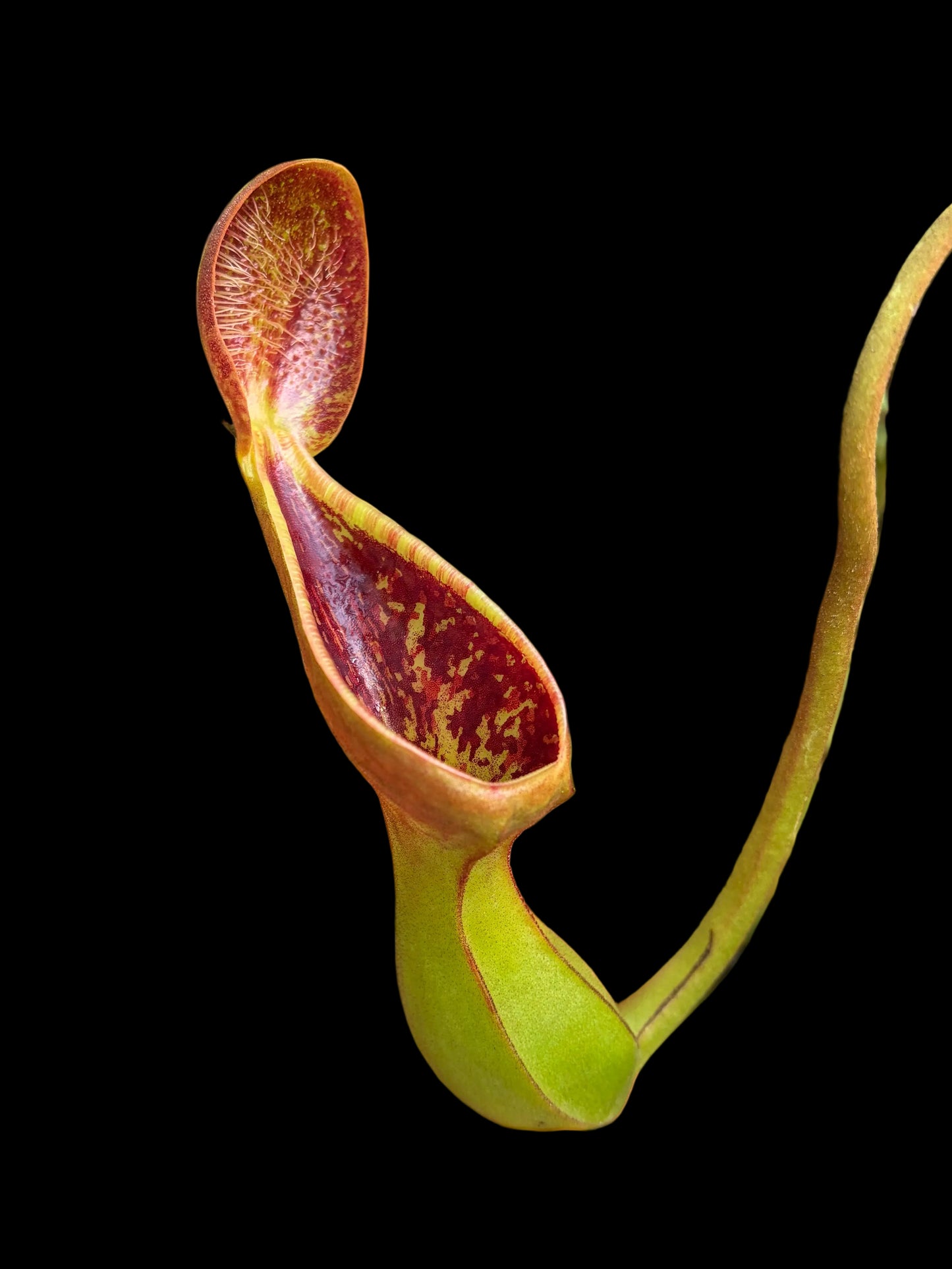 Nepenthes lowii