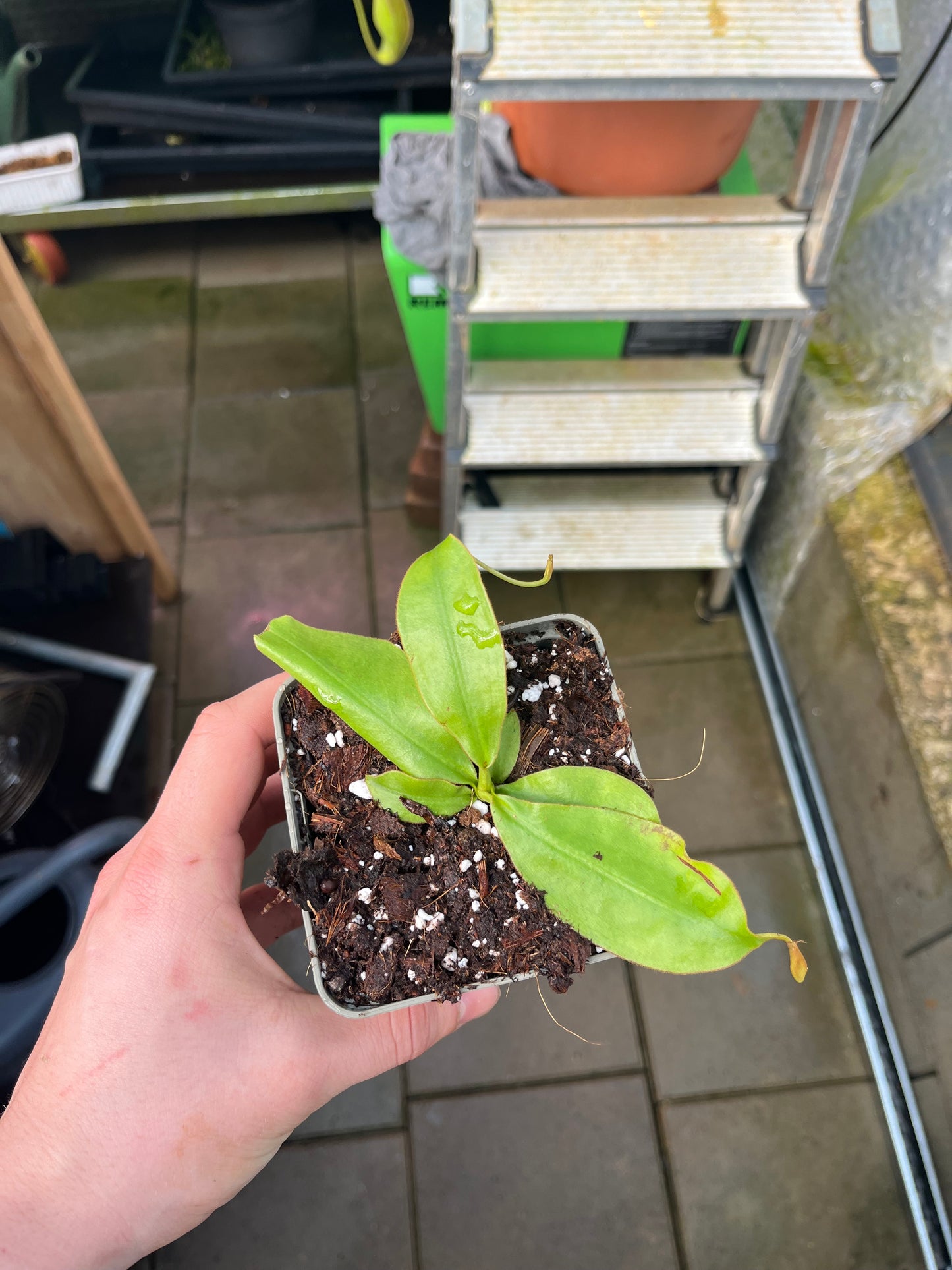 Nepenthes sumatrana 10cm