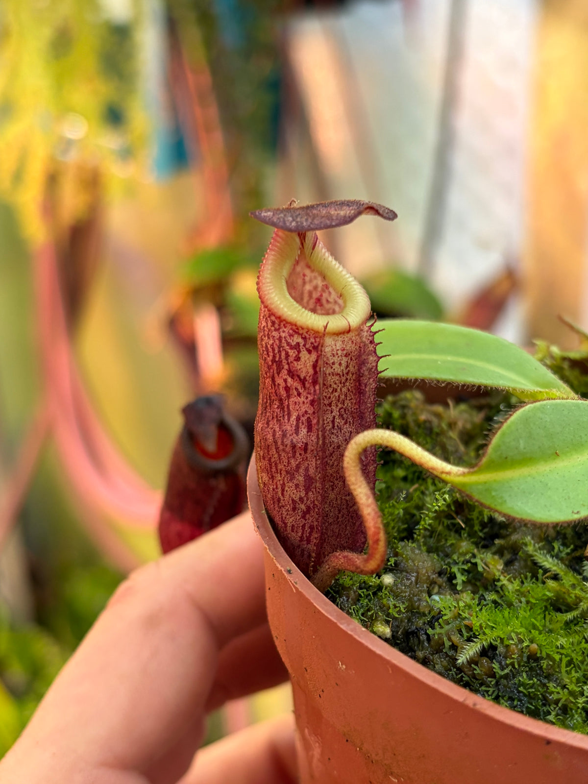 Nepenthes burbidgeae x villosa (SG - JH)
