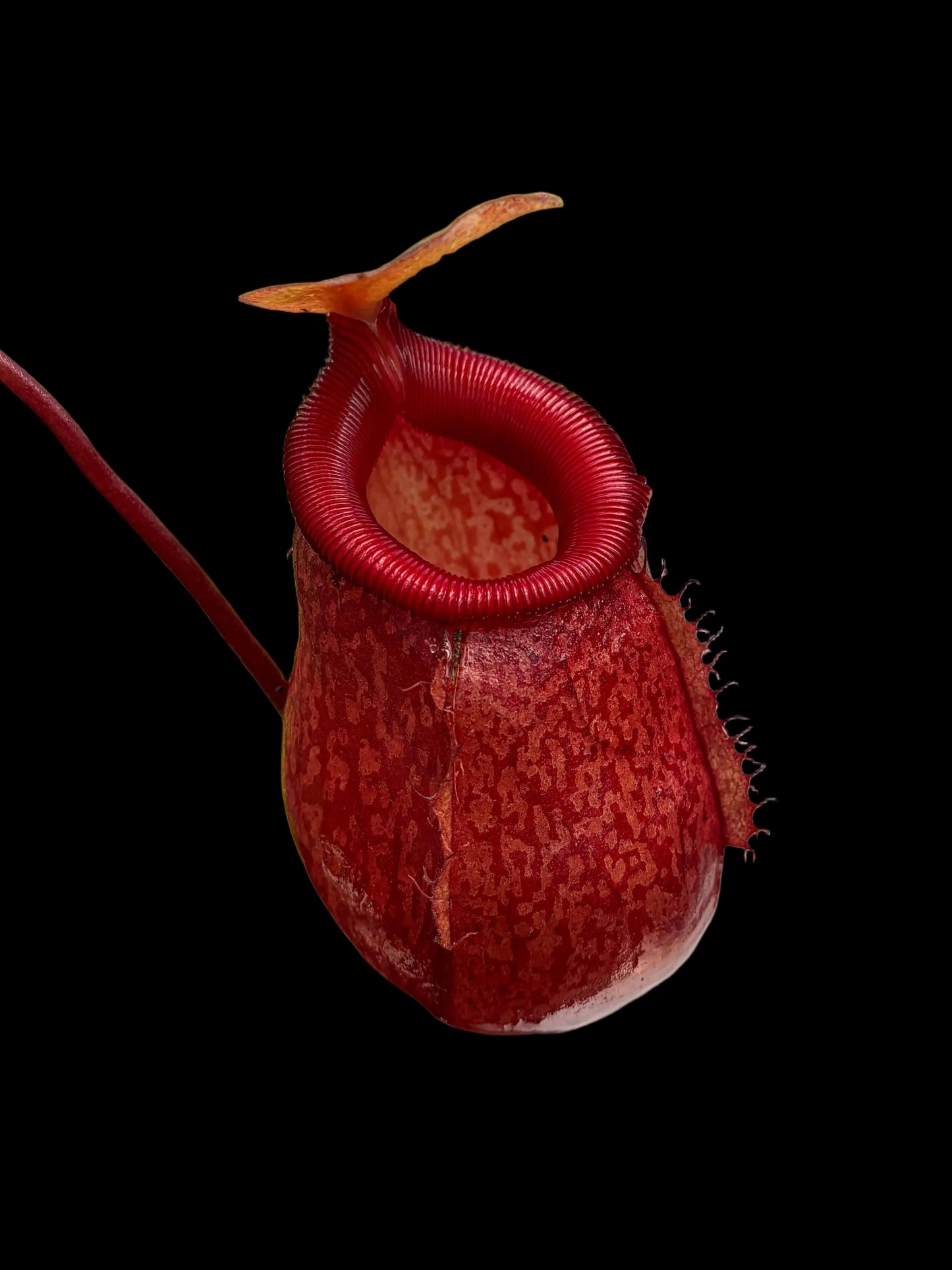 Nepenthes undulatifolia x ventricosa 30cm