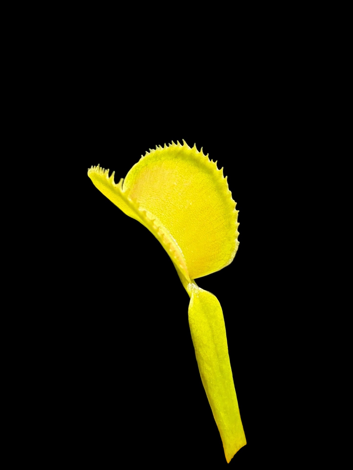 Dionaea muscipula 'Microdent Green'