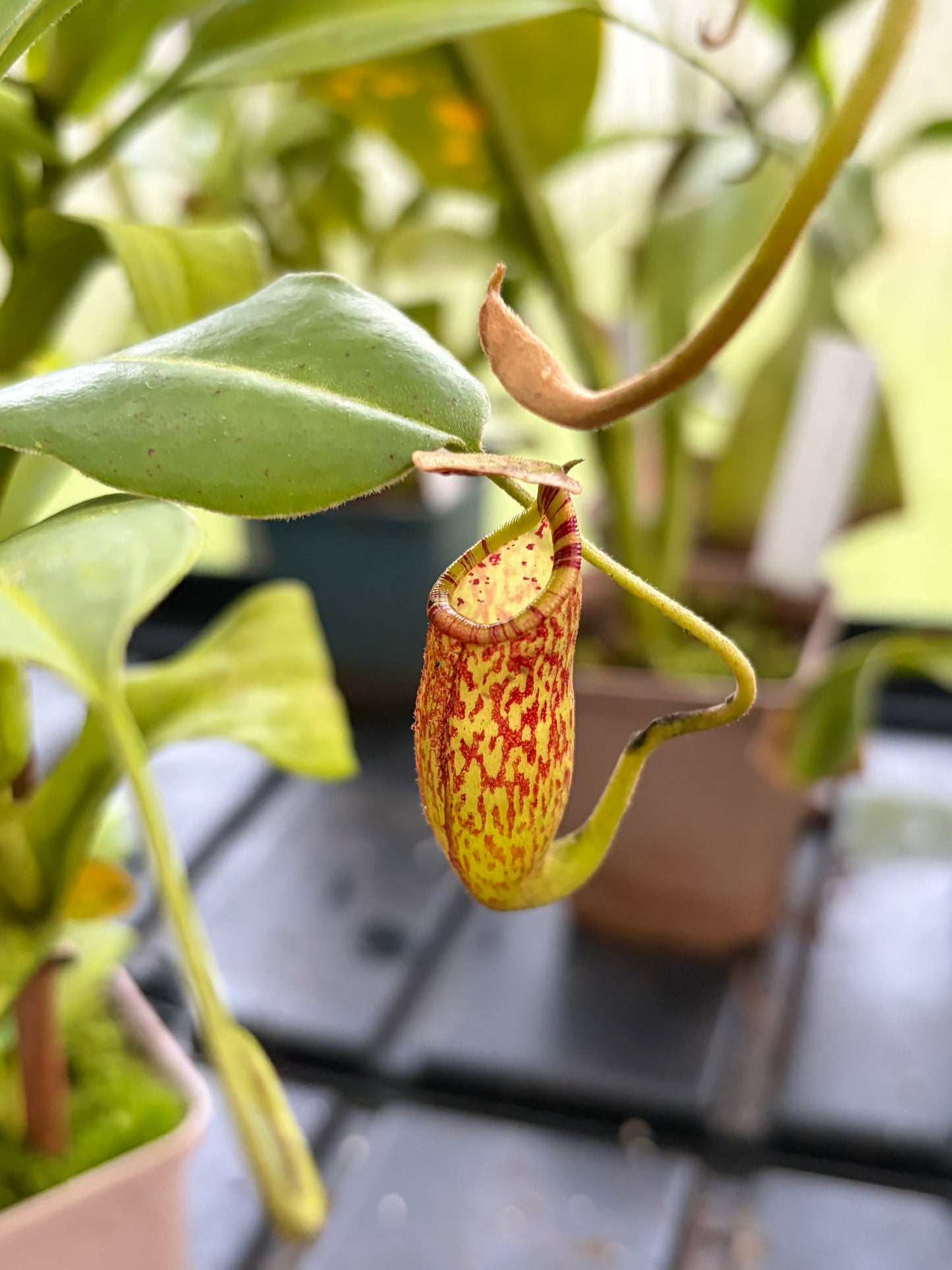 Nepenthes spectabilis x talagensis