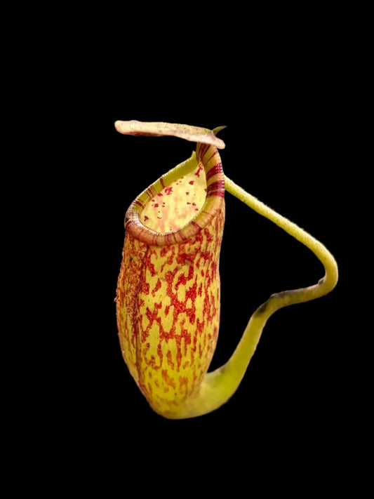 Nepenthes spectabilis x talagensis