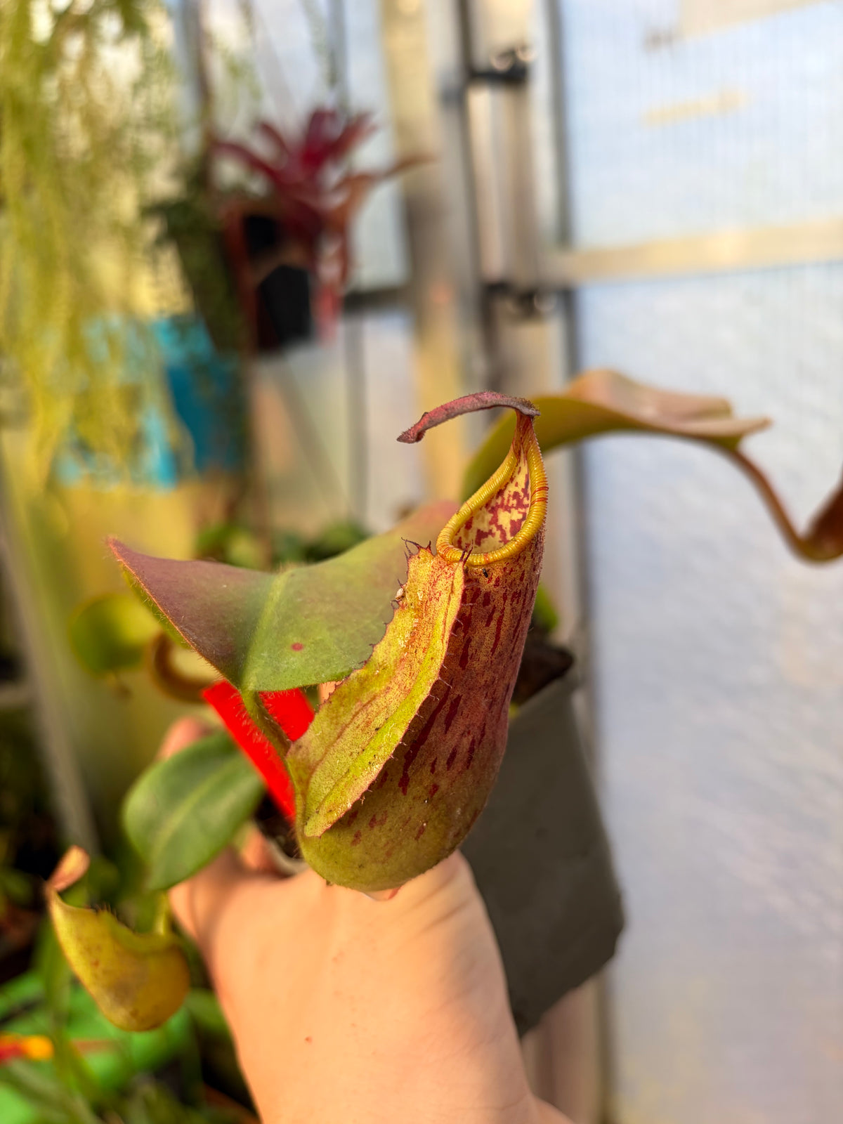 Nepenthes veitchii ‚M x M‘ #7 15cm