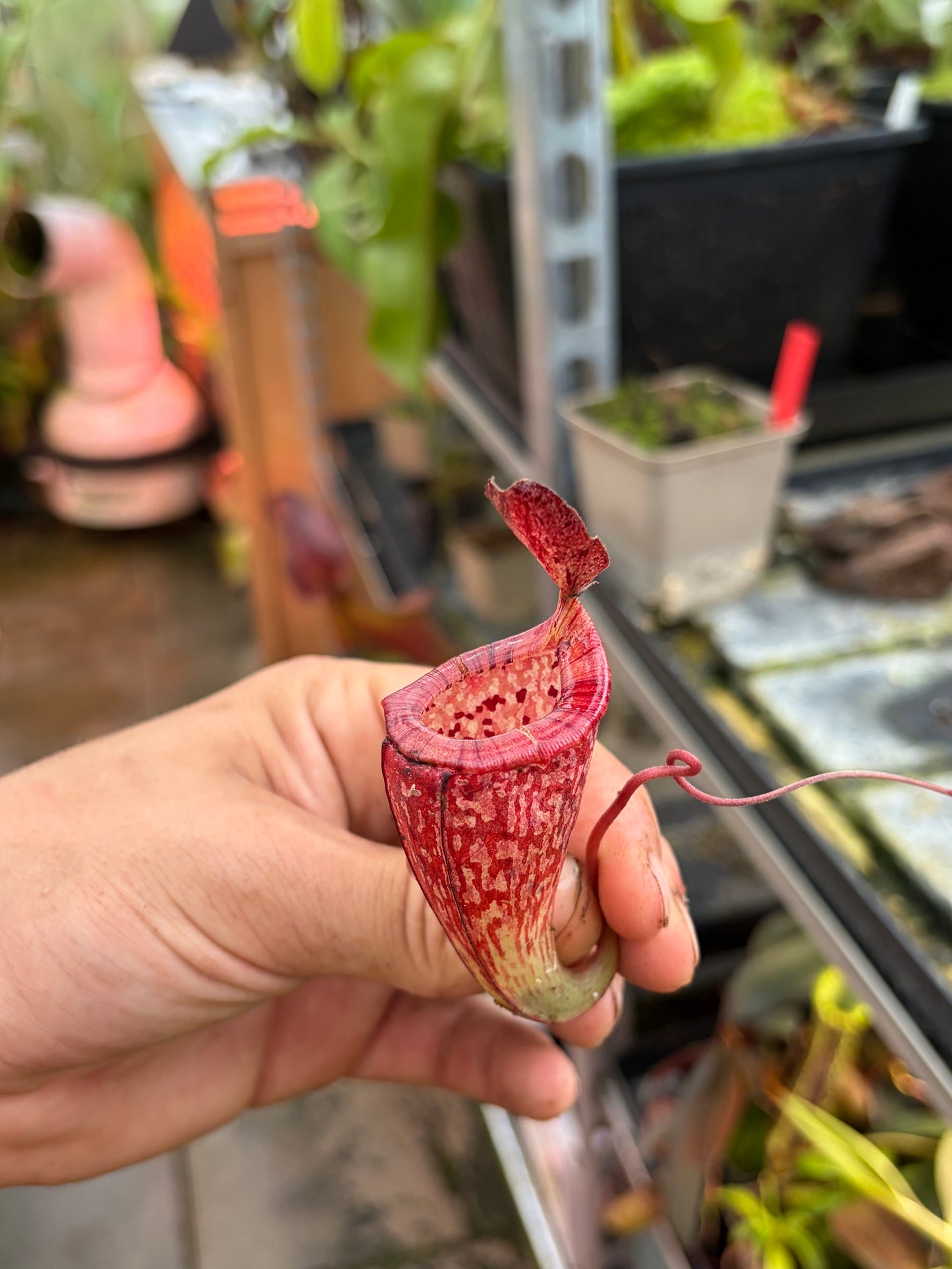 Nepenthes maxima x tenuis ‚rooted cutting‘