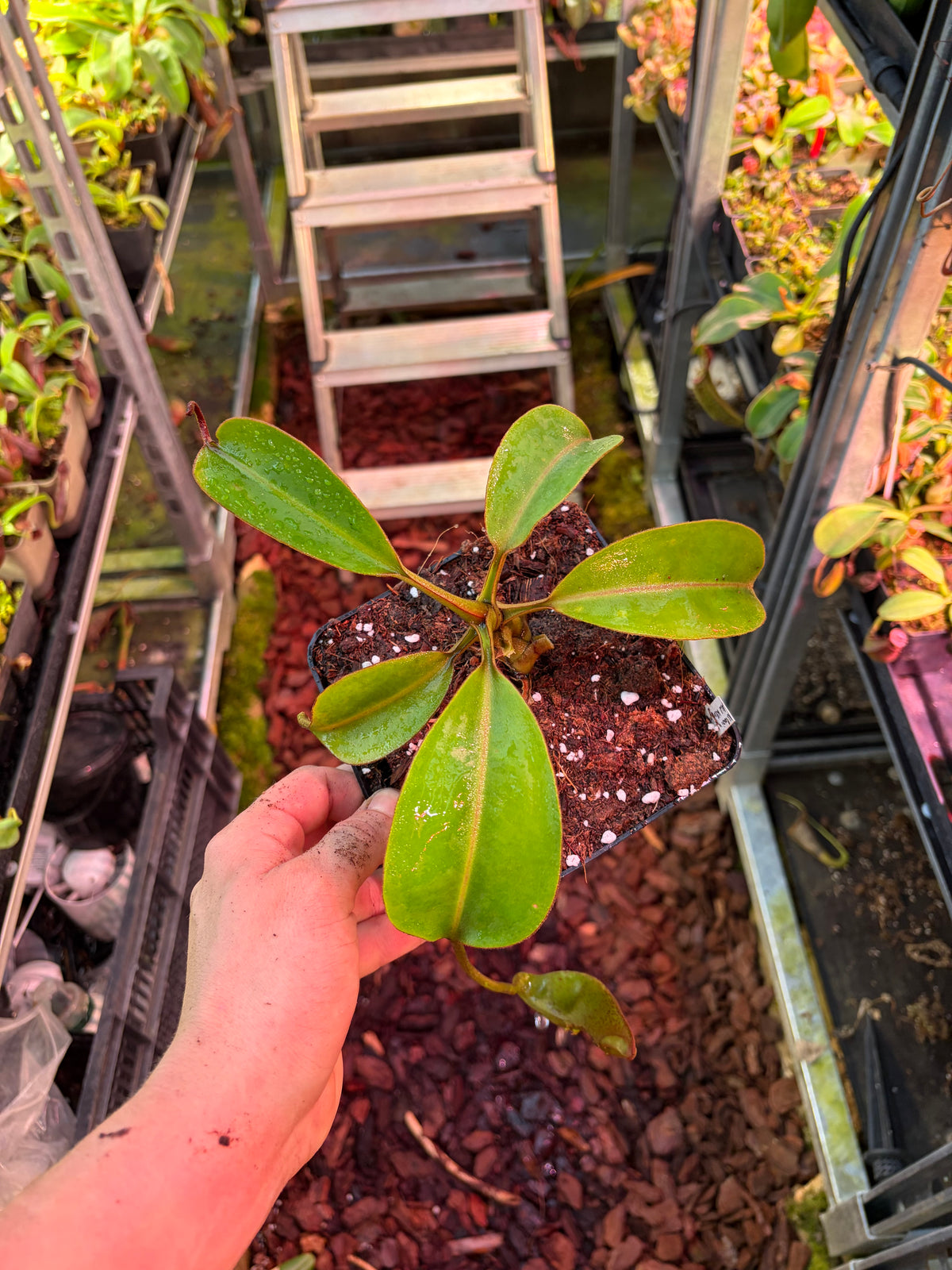Nepenthes lowii x undulatifolia ‚AW Clone 4‘ 25cm